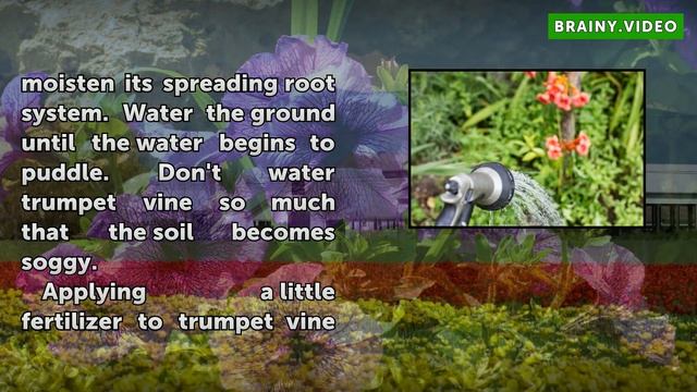 How to Grow a Trumpet Vine смотреть онлайн