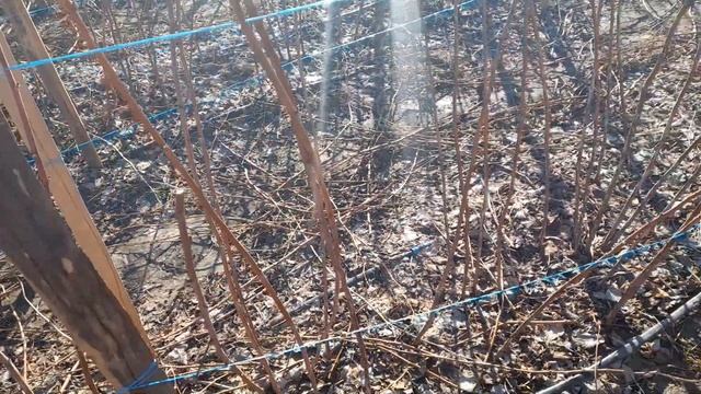 Ремонтантная малина на два урожая. Обрезка в феврале. смотреть онлайн
