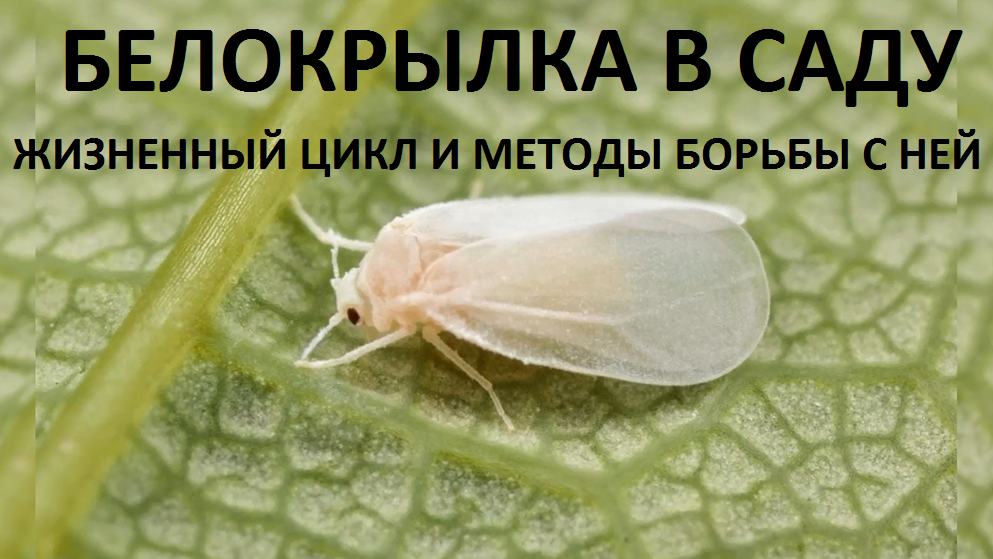 Белокрылка. смотреть онлайн