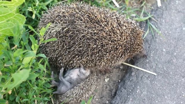 Как кормятся ежата :) Ежиха и ежонок смотреть онлайн