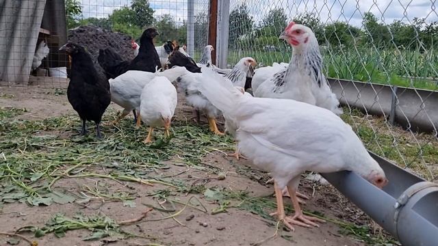 Кормушки и поилки для домашней птицы. Мои варианты. Feeders and drinkers for poultry. My options. смотреть онлайн