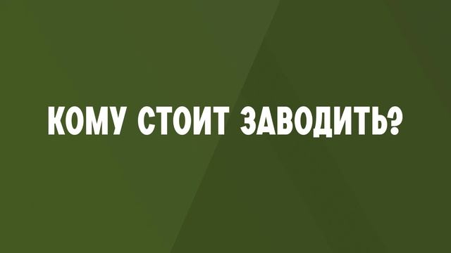 Бигль - О породе - Как выбрать щенка Бигля? смотреть онлайн