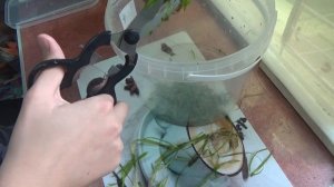 БЕСПЛАТНЫЙ КРУТОЙ КОРМ ДЛЯ ЗОЛОТЫХ РЫБОК 41#