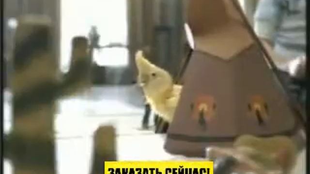 Whiskas полноценный корм для кошек смотреть онлайн