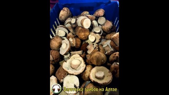 Заготовка грибов на Алтае. смотреть онлайн