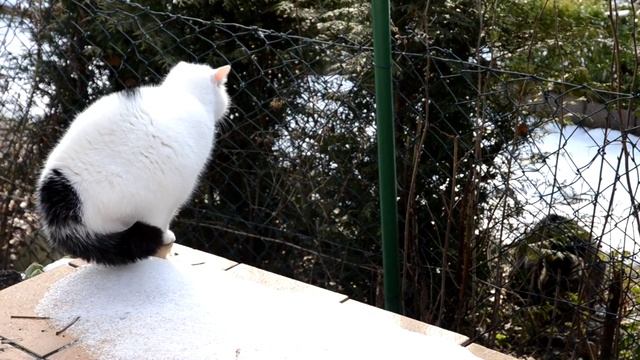 cats talking - what does the cat say? смотреть онлайн