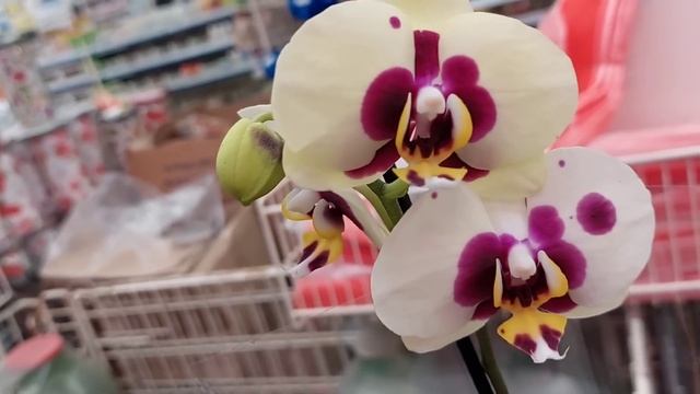 МНОГО Лас- Вегасов?и "почти Легато"в ЛЕРУА по 777руб!? ОБЗОР ОРХИДЕЙ? смотреть онлайн