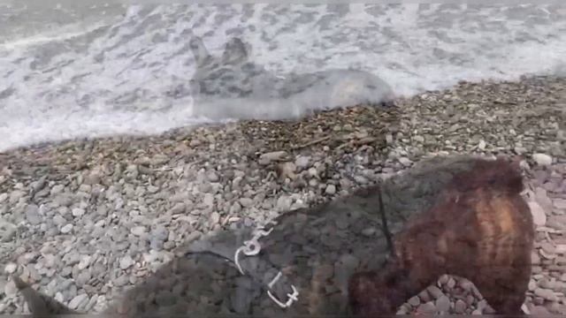 Вот где нужно отдыхать в Краснодарском крае, Строим дом в Пшаде, Подбор недвижимости смотреть онлайн