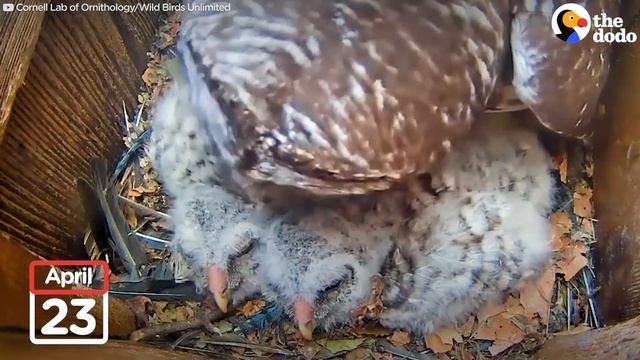 Watch These Baby Owls Hatch and Learn to Fly | The Dodo смотреть онлайн