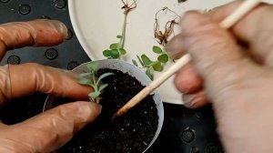 Укоренение зимой.Очиток видный.Размножение очитка зимой.Неприхотливый садовый цветок очиток видный