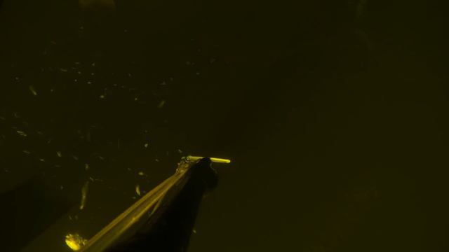 Судак на 16 метрах. Подводная охота. смотреть онлайн