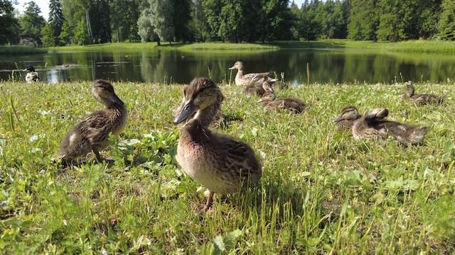 Парк Ораниенбаум смотреть онлайн