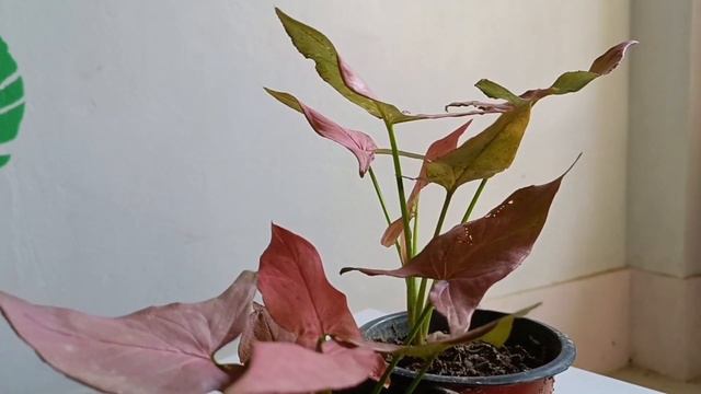 Make your living spaces more pink and colorful with Syngonium plants.😊 смотреть онлайн