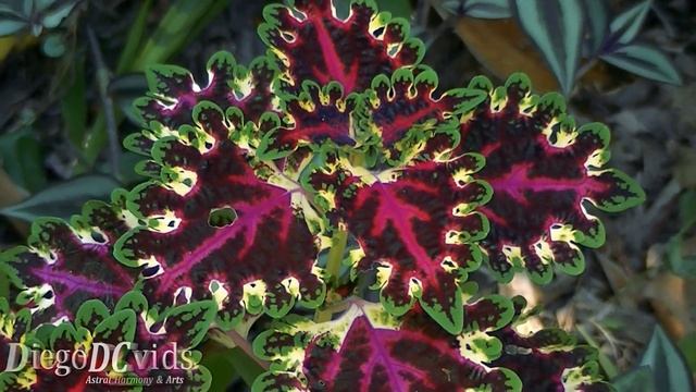 Coleus Flame Nettle - Solenostemon Scutellarioides - Cóleus