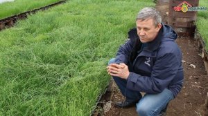 Технология выращивания лука через рассаду - предпосадочная подготовка рассады лука