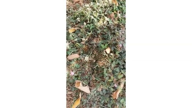 Thottasinungi plant|Mimosa Pidicha|Touchmenotplant#YoutubeShortVideo#ShortVideo#SubhikshaaSamayal смотреть онлайн