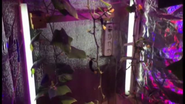 "ОГОРОД"- продолжение. смотреть онлайн