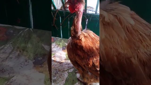Курочка породы голошейка смотреть онлайн