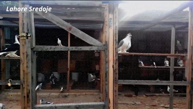 Голуби Лахоры смотреть онлайн