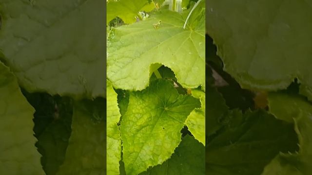 Чудо огород, клубника, огурцы, помидоры смотреть онлайн