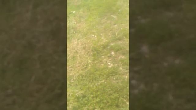 готовим лагман на огне смотреть онлайн