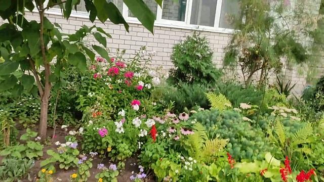 #клумбавозледома    Клумба перед многоквартирным домом (обзор).