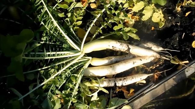 Строительные Отчеты