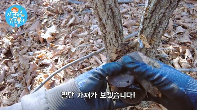 산에서 영지 따서 차를 끓여 먹었는데....(Country Story of City Couple EP.576) смотреть онлайн