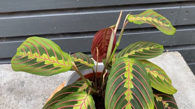 30cm Maranta Fascinator | House Plant | 12cm Pot | 30cm Height смотреть онлайн