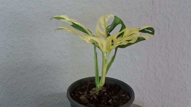 Monstera Adansonii Variegata ★ deutsch full HD смотреть онлайн