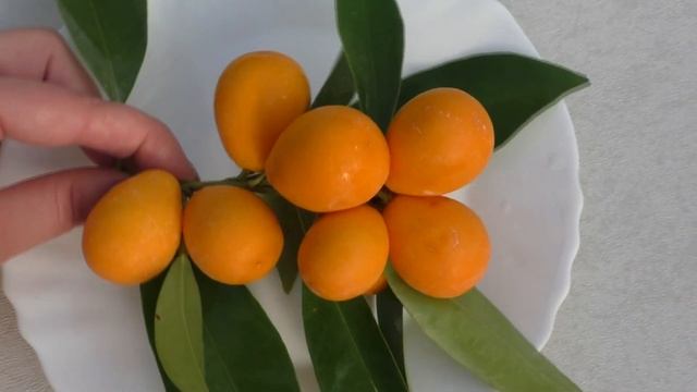 Кумкват "Малайский" \ F. Polyandra \ "Malayan" kumquat. смотреть онлайн