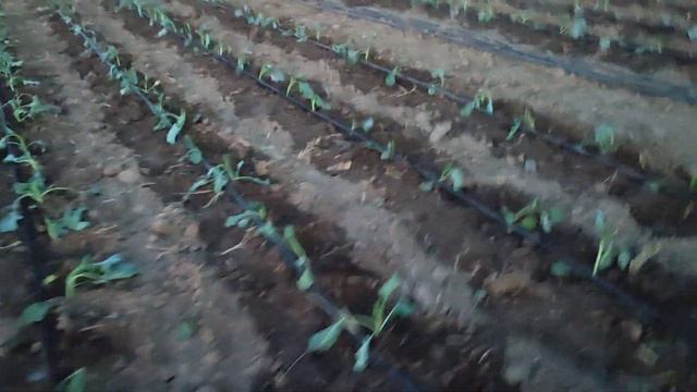 Херсонская область какая обстановка на Вечер смотреть онлайн