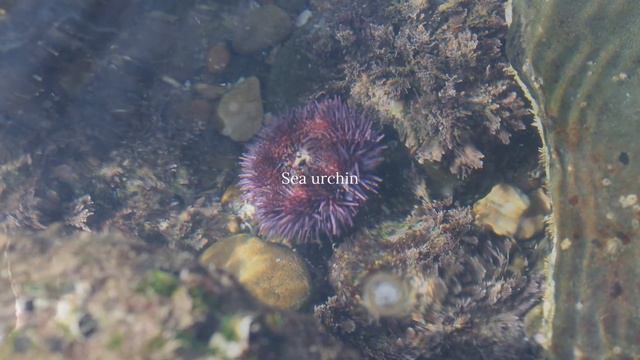 Abalone Cove Beach, Palos Verdes, California смотреть онлайн