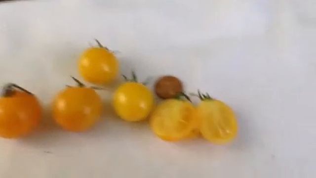 Gardner review I Golden Nugget yellow heirloom cherry tomatoes. смотреть онлайн