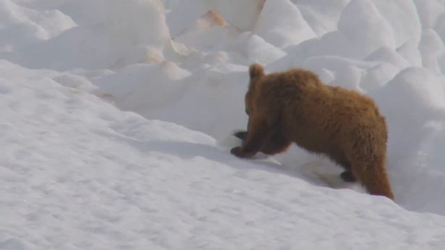 The Himalayan Brown Bear's Life in Snow смотреть онлайн