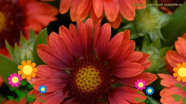 Гайлардия гибридная Меса Ред. Краткий обзор, описание характеристик gaillardia hybrida Mesa Red смотреть онлайн