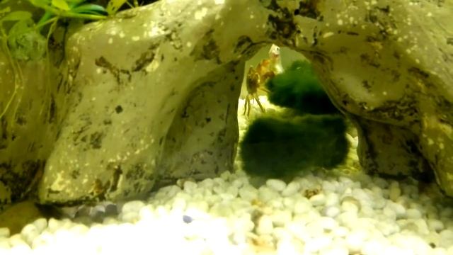 Краб в аквариуме поймал данио смотреть онлайн