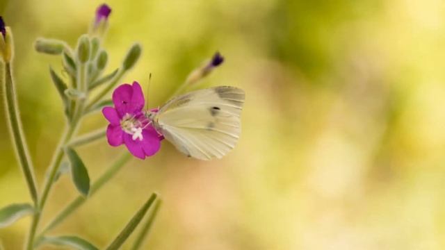 КРАСИВАЯ МУЗЫКА для души! Необыкновенная музыка Сергея Чекалина, красивая, неземная...