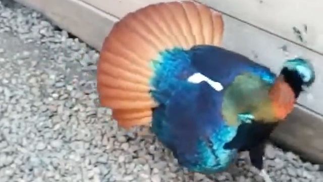 ГИМАЛАЙСКИЙ МОНАЛ, КОРОЛЕВСКИЙ ЛОФОФОР, LOPHOPHORUS IMPEJANUS, смотреть онлайн