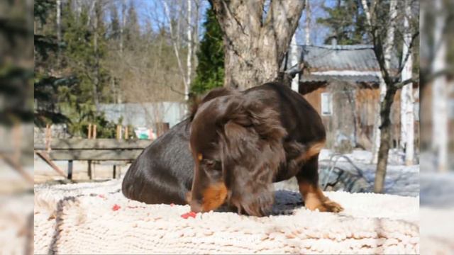 Грант Лейбл ЕСАУЛ / Grant Lebl YESAUL смотреть онлайн