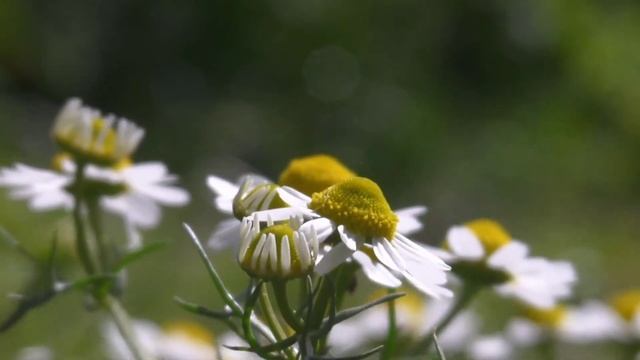 Сказка о ромашке смотреть онлайн