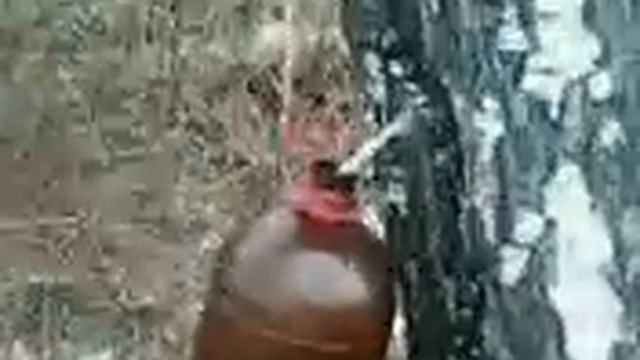 Грибные рынки