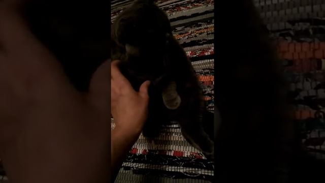 Смешные животные, Боня смотреть онлайн