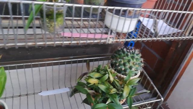 Цветение dendrobium-a amethystoglossum-a. Содержание и уход. смотреть онлайн