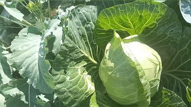 КАПУСТА?Супер урожай ранней капусты!!!! смотреть онлайн