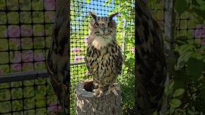 Сова, доброе утро! УГУ! @yoll