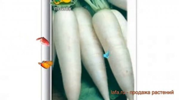 Редька китайская Клык слона (klyk slona) ? Клык слона обзор: как сажать, семена редьки Клык слона