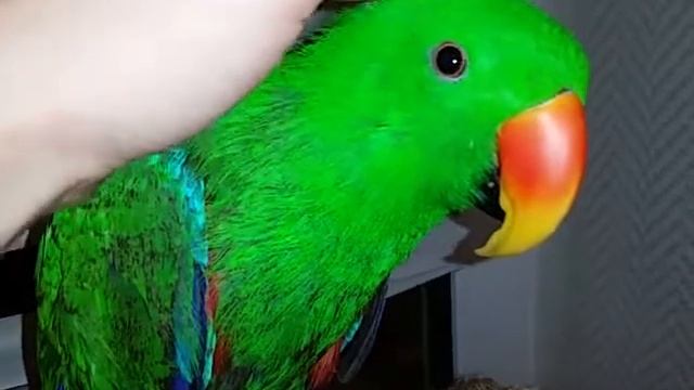 Эклектус(благородный попугай) Рома смотреть онлайн
