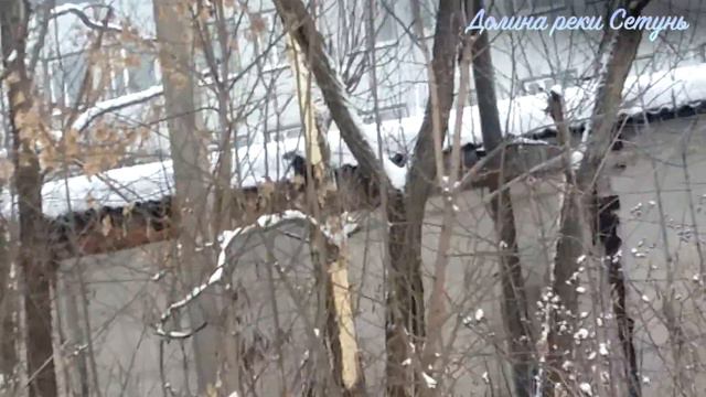 Черный дятел (желна) в заказнике "Долина реки Сетунь" смотреть онлайн
