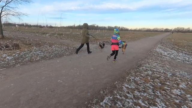 Тренировка Бегу_с_собакой. 01.12.2018 смотреть онлайн